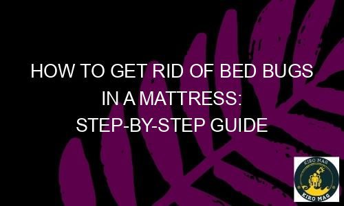 How To Get Rid Of Bed Bugs In A Mattress: Step-By-Step Guide - KiroMag