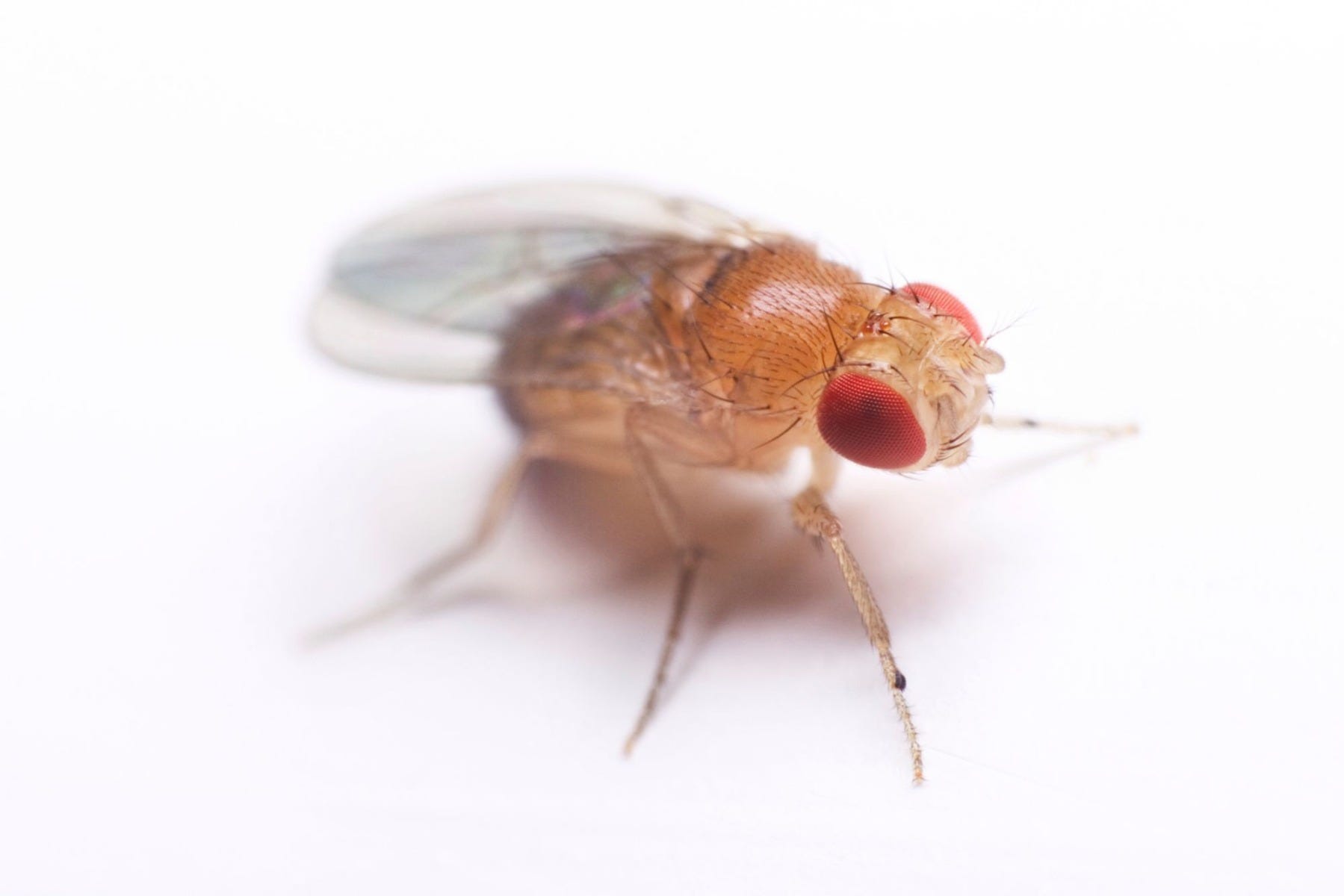 all-about-fruit-flies-kiromag